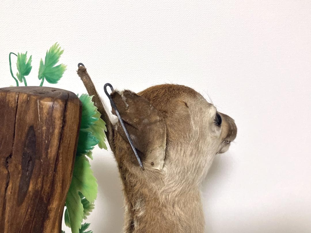 小鹿の剥製：種の保存法に該当しない動物