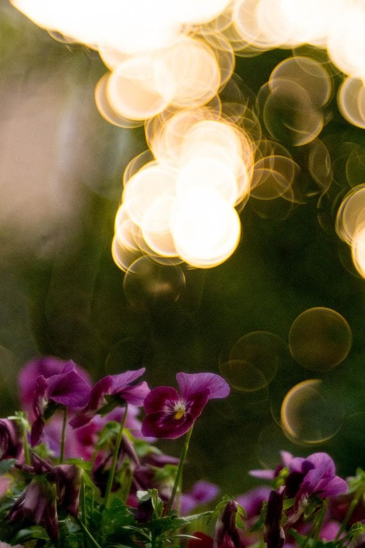 Meyer Optik Trioplan トリオプラン 100mm F2.8