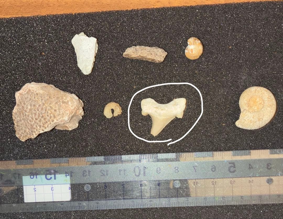 ひでさん　化石セット