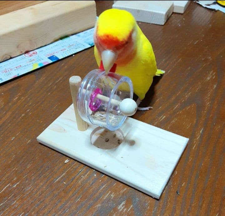 D20　⭐　ミラーボードとフォージングトイセット(大)⭐　インコ　バードトイ