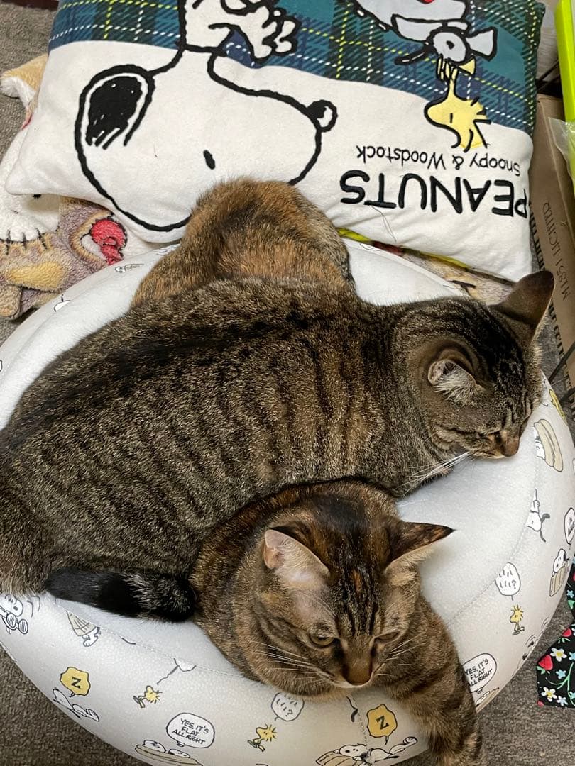 我が家のにゃんこ(*^^*)