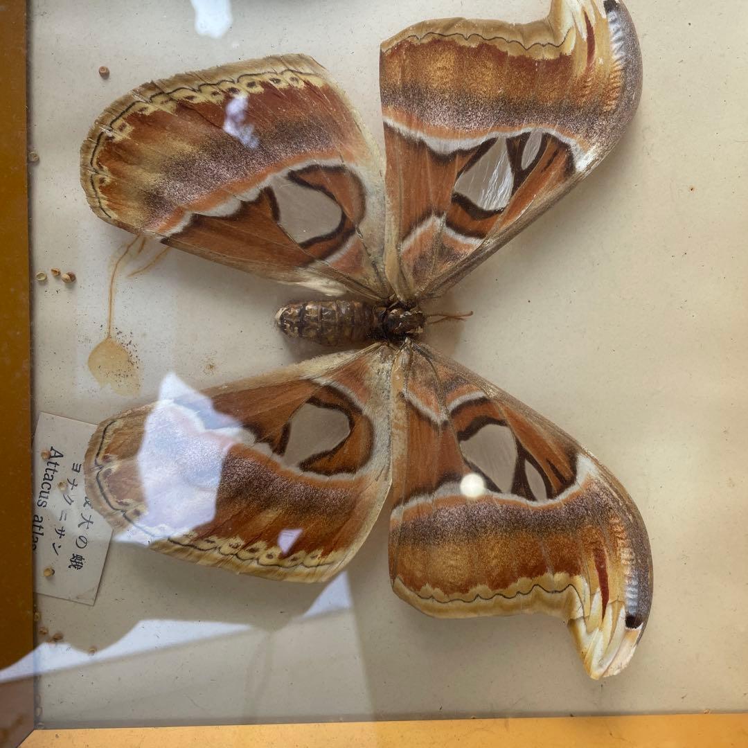 世界最大の蛾　ヨナクニサン