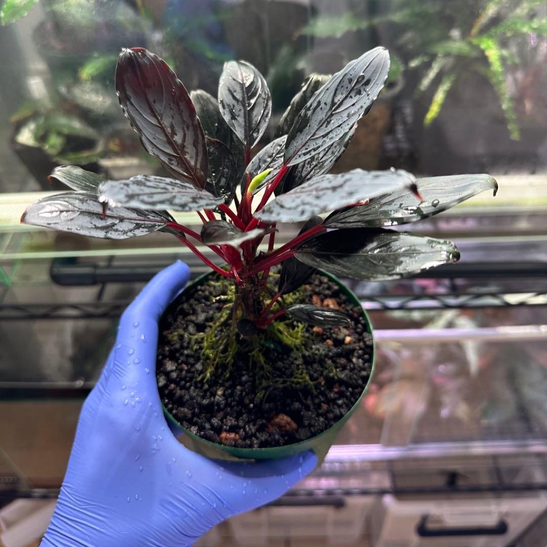 ブセファランドラsp キシィ