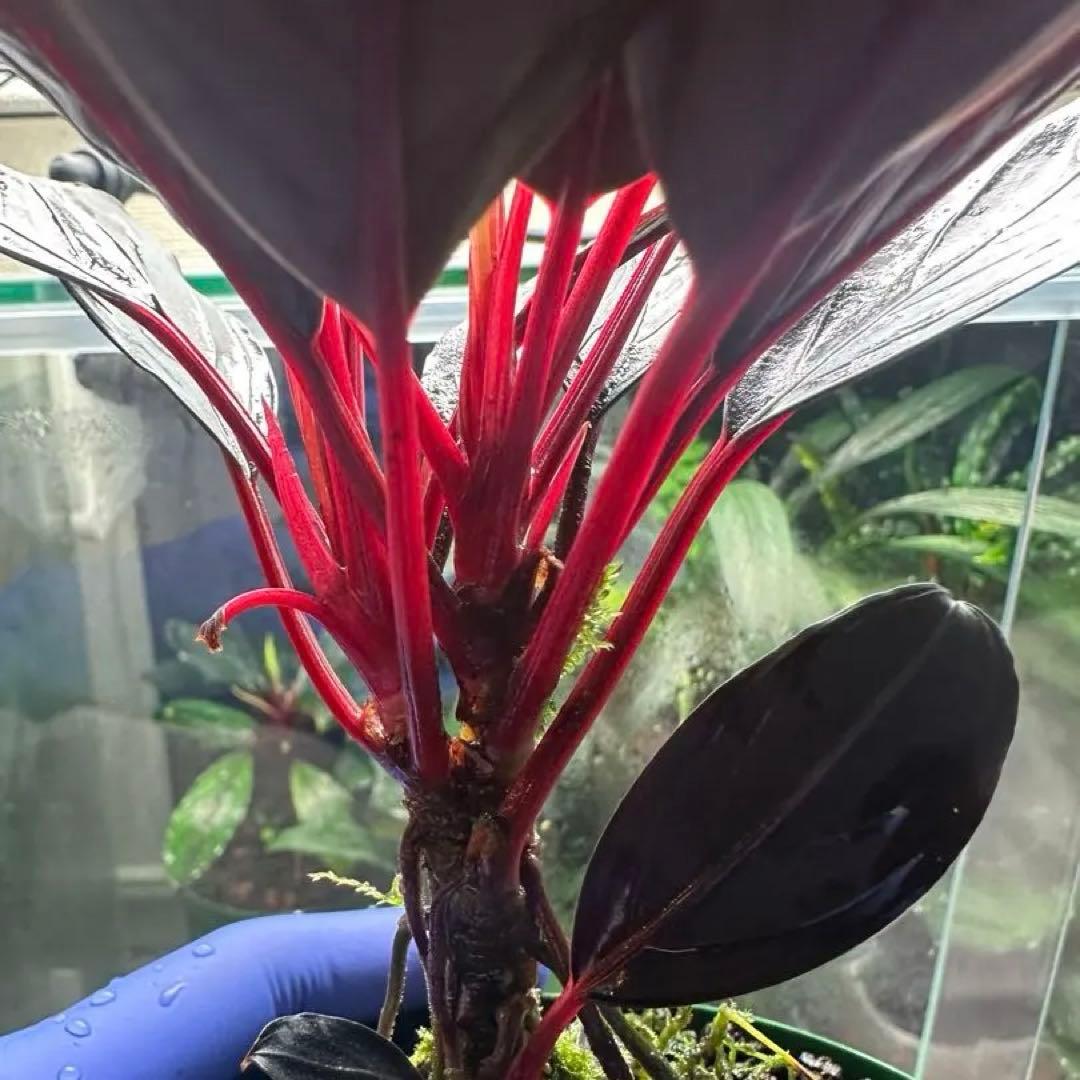 ブセファランドラsp キシィ