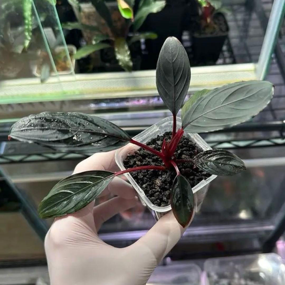 ブセファランドラsp キシィ