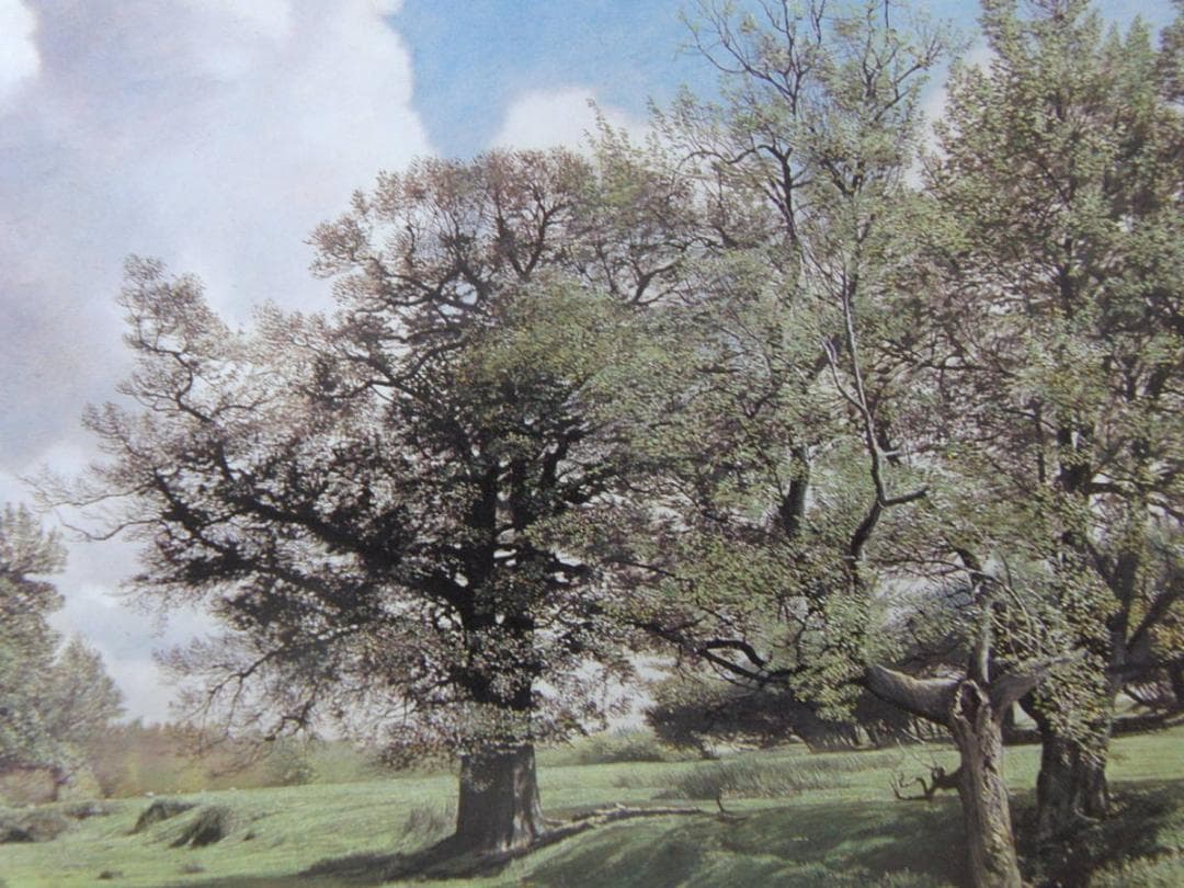 原雅幸、【Chiddingstoneの新緑】、希少な額装用画集より、新品額装付