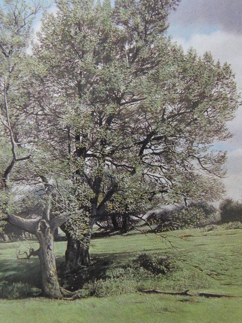 原雅幸、【Chiddingstoneの新緑】、希少な額装用画集より、新品額装付