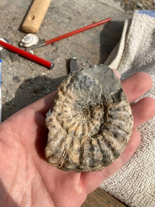 北海道　アンモナイト　テキサナイテスカワサキイ　化石　/ 恐竜　夏休み