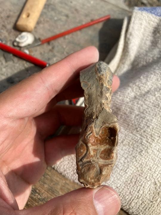 北海道　アンモナイト　テキサナイテスカワサキイ　化石　/ 恐竜　夏休み