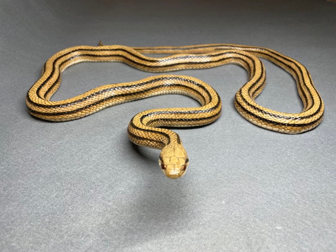 シマヘビ（レプリカ）