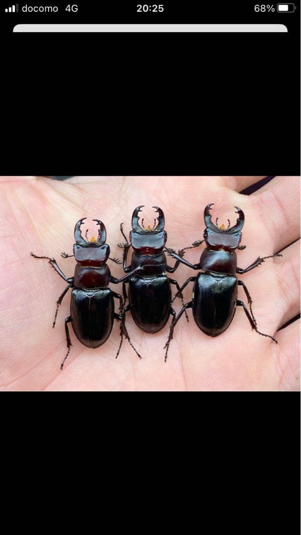 赤系　ミクラミヤマクワガタ標本♂3頭セット