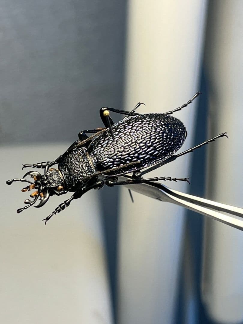 【36mm】ボンヴロワキンオサムシ トルコ産 標本 イボハダオサムシ 青緑