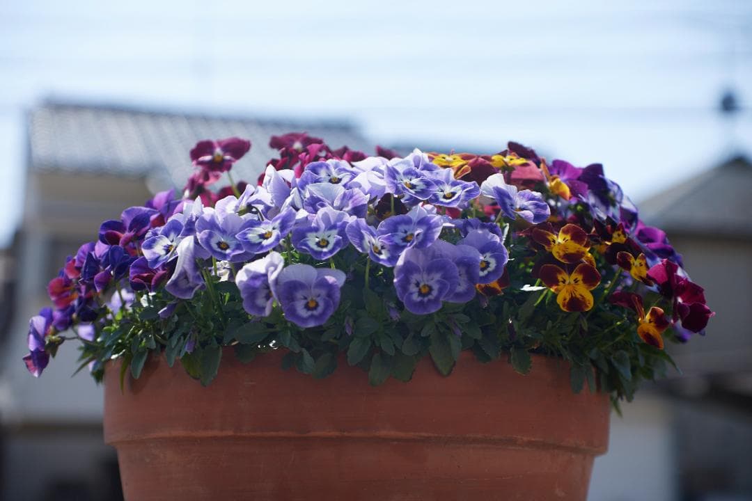 SMC PENTAX-M F1.4 /50mm KマウントL83