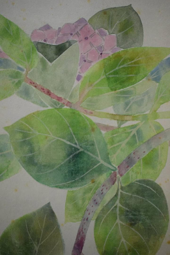 真作/宋甫/あじさい図/桐共箱付/布袋屋掛軸HJ-563