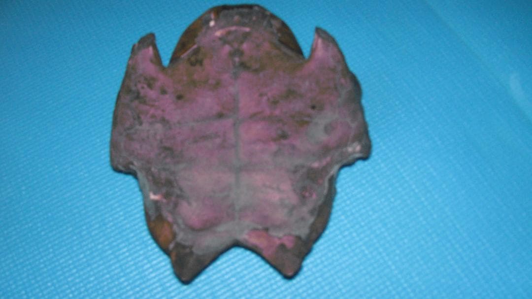 原産国不明亀甲髑髏装飾面