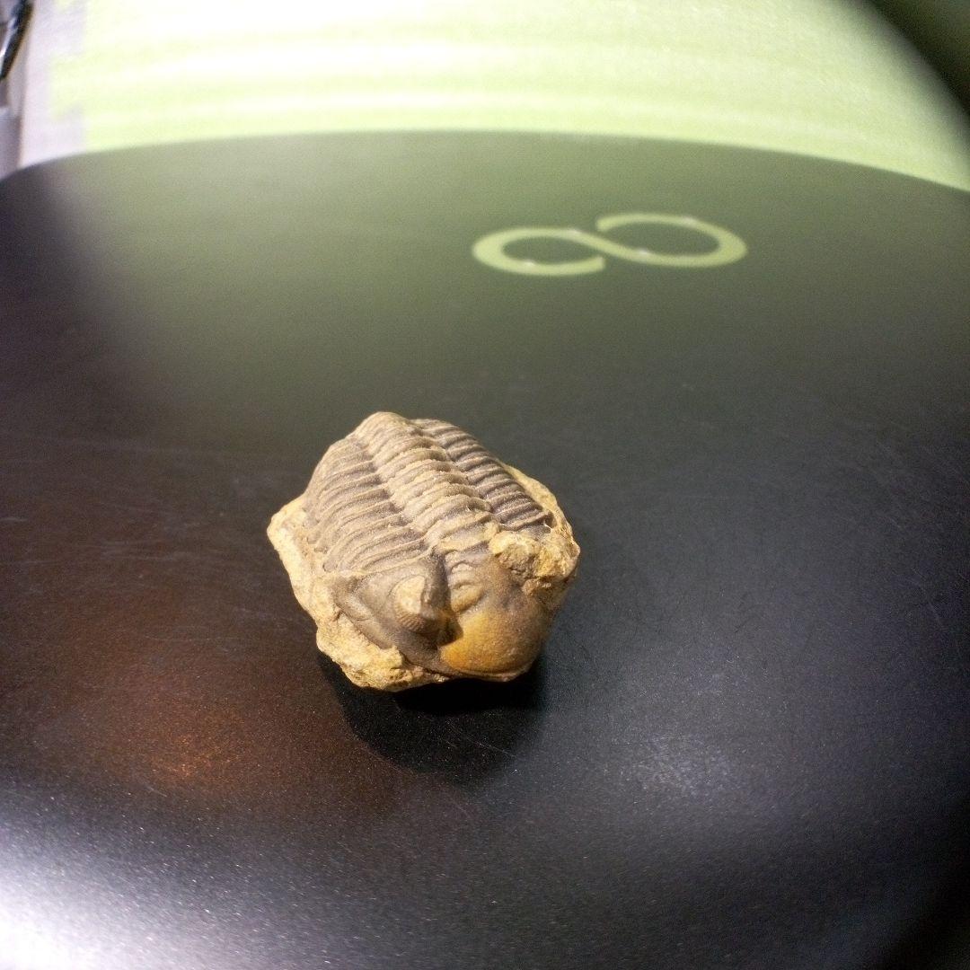 三葉虫　化石　fossil　ボリビア産　トライロバイト　Fossil番号⑨
