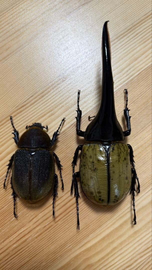 最終値下げ　ヘラクレスオオカブト160mmペア