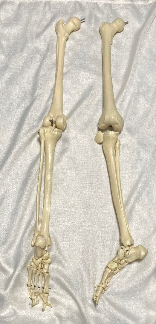 人体骨格模型 等身大