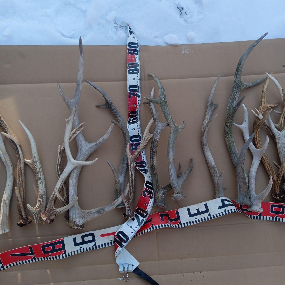 蝦夷鹿の角、犬用おもちゃ 工芸品などに ２番