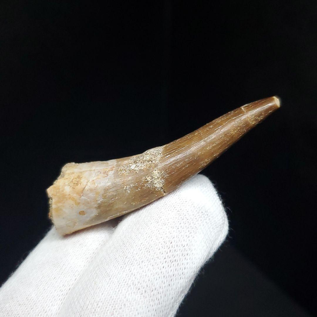 プレシオサウルス 化石 歯 本物 モロッコ産 50.5mm ケース付 pr108