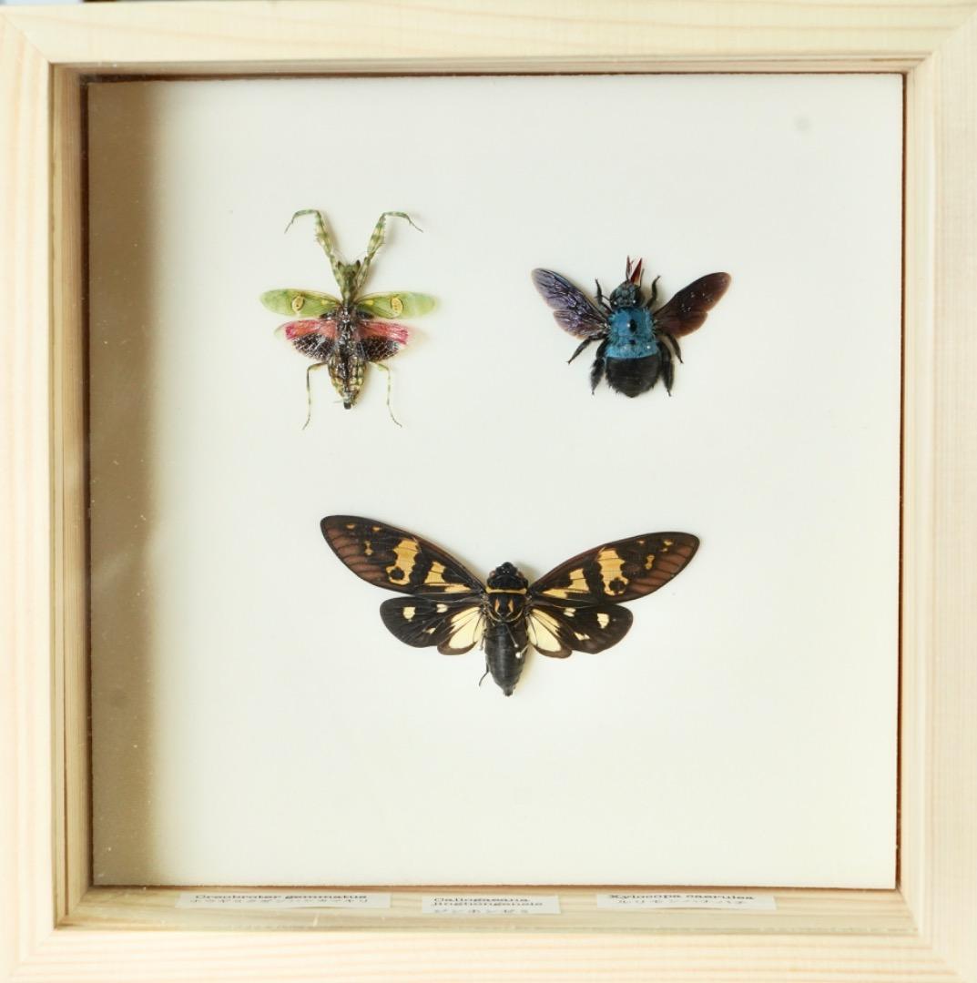 昆虫標本セット　希少