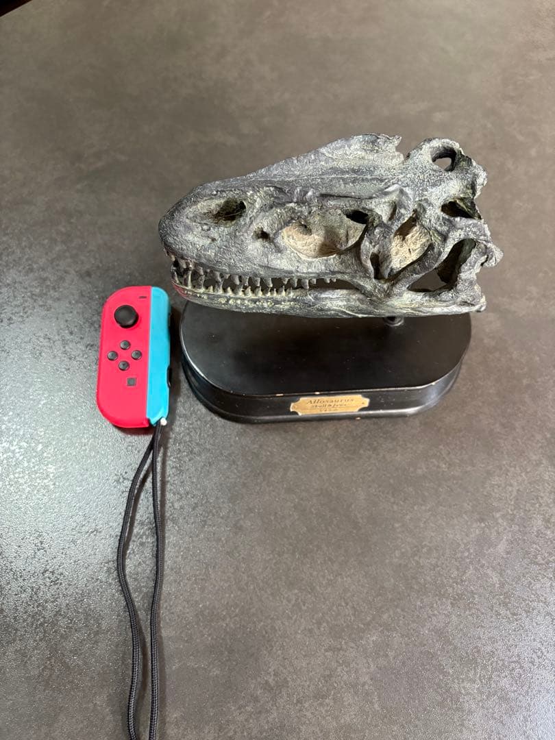 恐竜（アロサウルス）の頭部模型 黒色台座付き