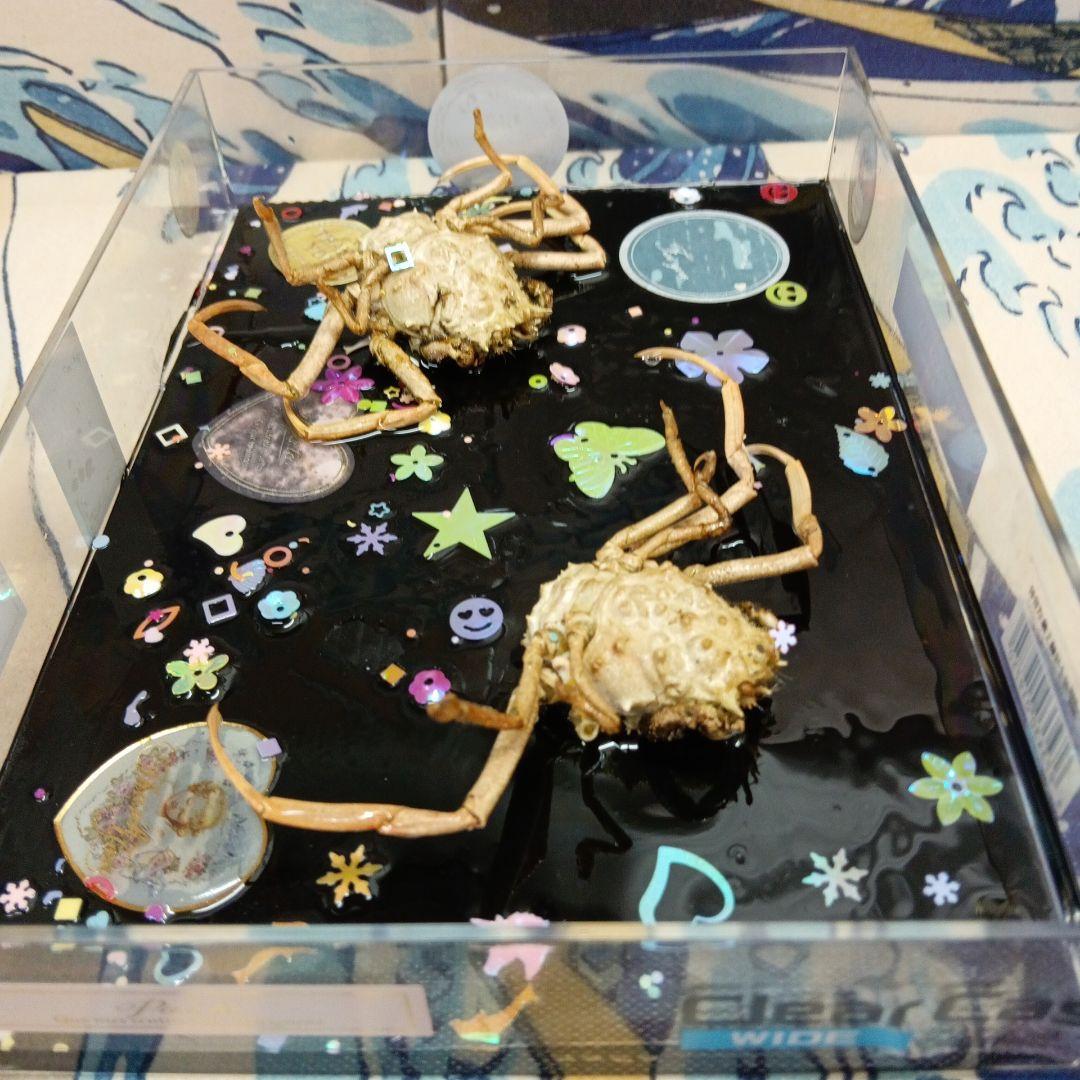 平家武者怨霊稀少レア瀬戸内海源平合戦古戦場人面蟹個体リアル立体鬼面蟹コレクション