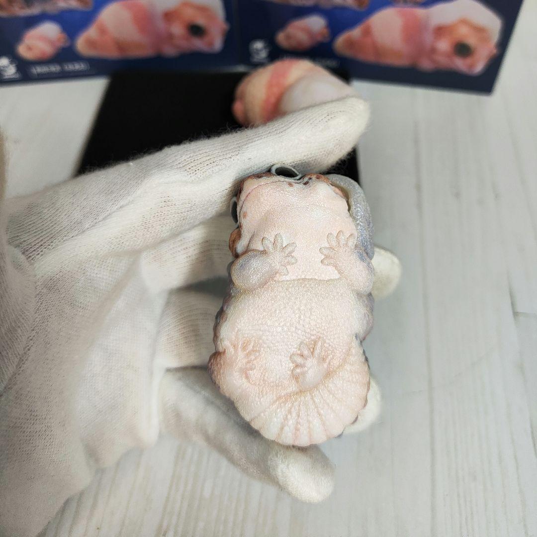 【動物の惑星】88体限定★ニシアフリカトカゲモドキ（脱皮版）2体!! フィギュア