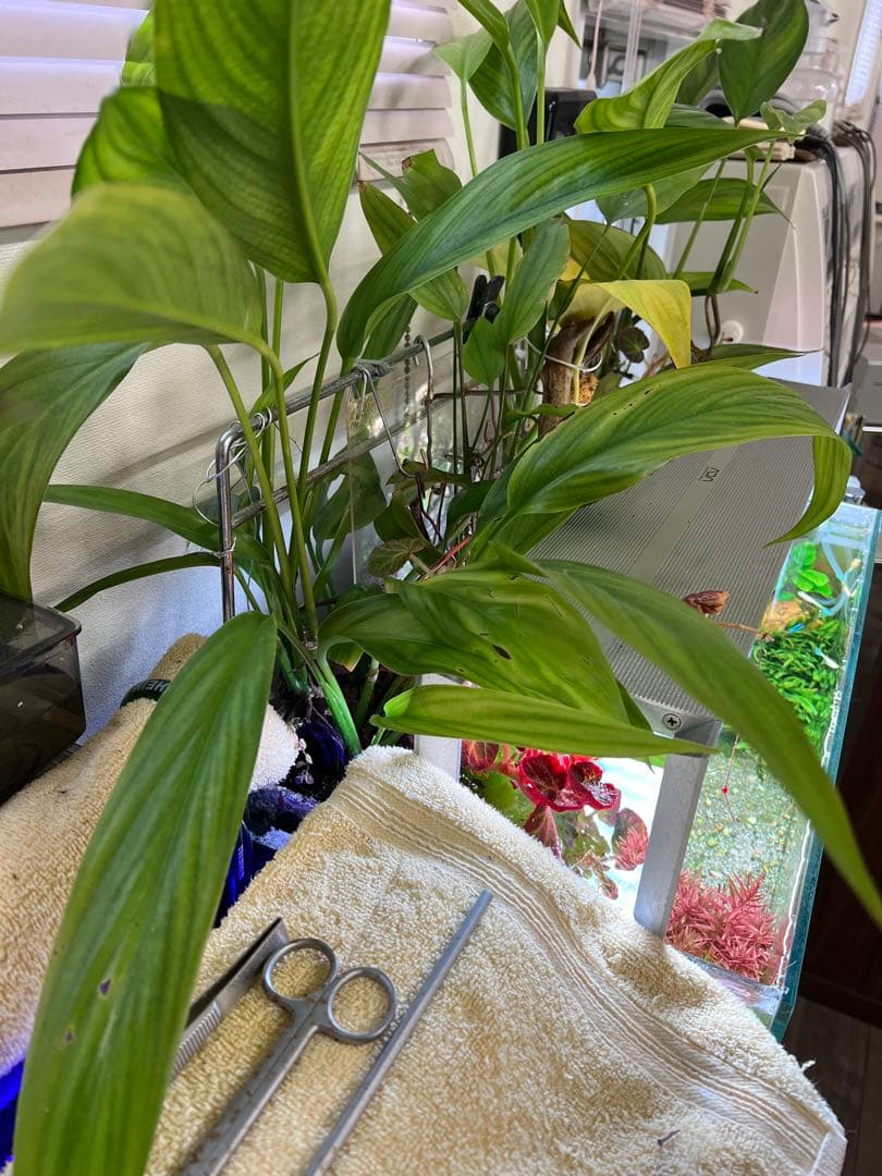 ADA 水草水槽 60cm RGBライト、CO2システム付き！オプション多数⭐︎