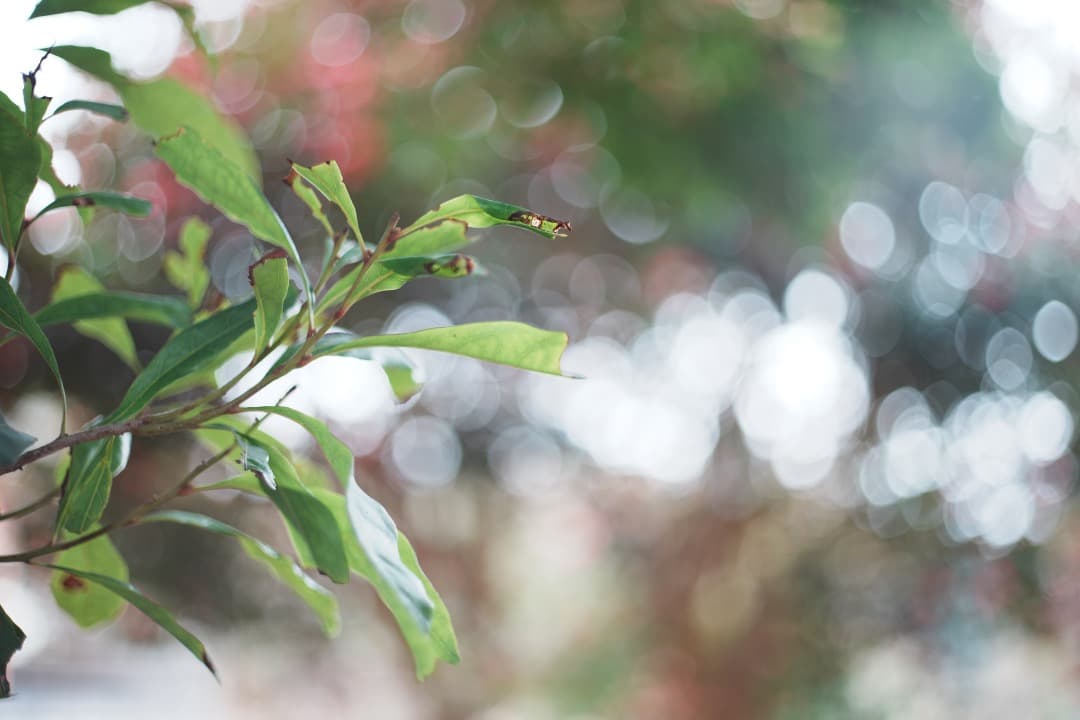 【伝説の富岡光学入門】リコー　XR RIKENON 50mm F2 L 541