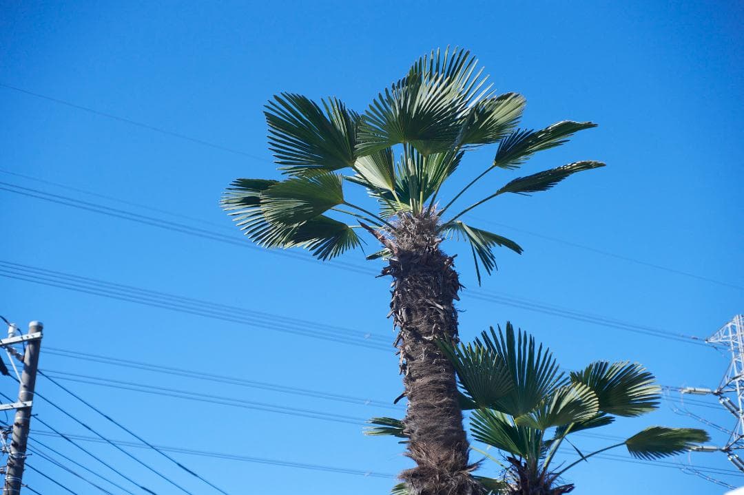 SMC PENTAX F1.4 /50mm KマウントL37