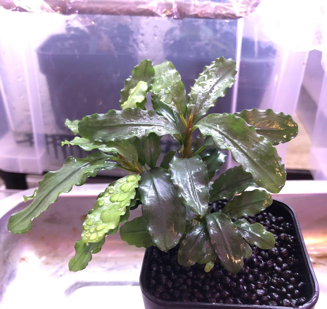 陰性水草の王様的存在【ブセファランドラ】Aurora KN便