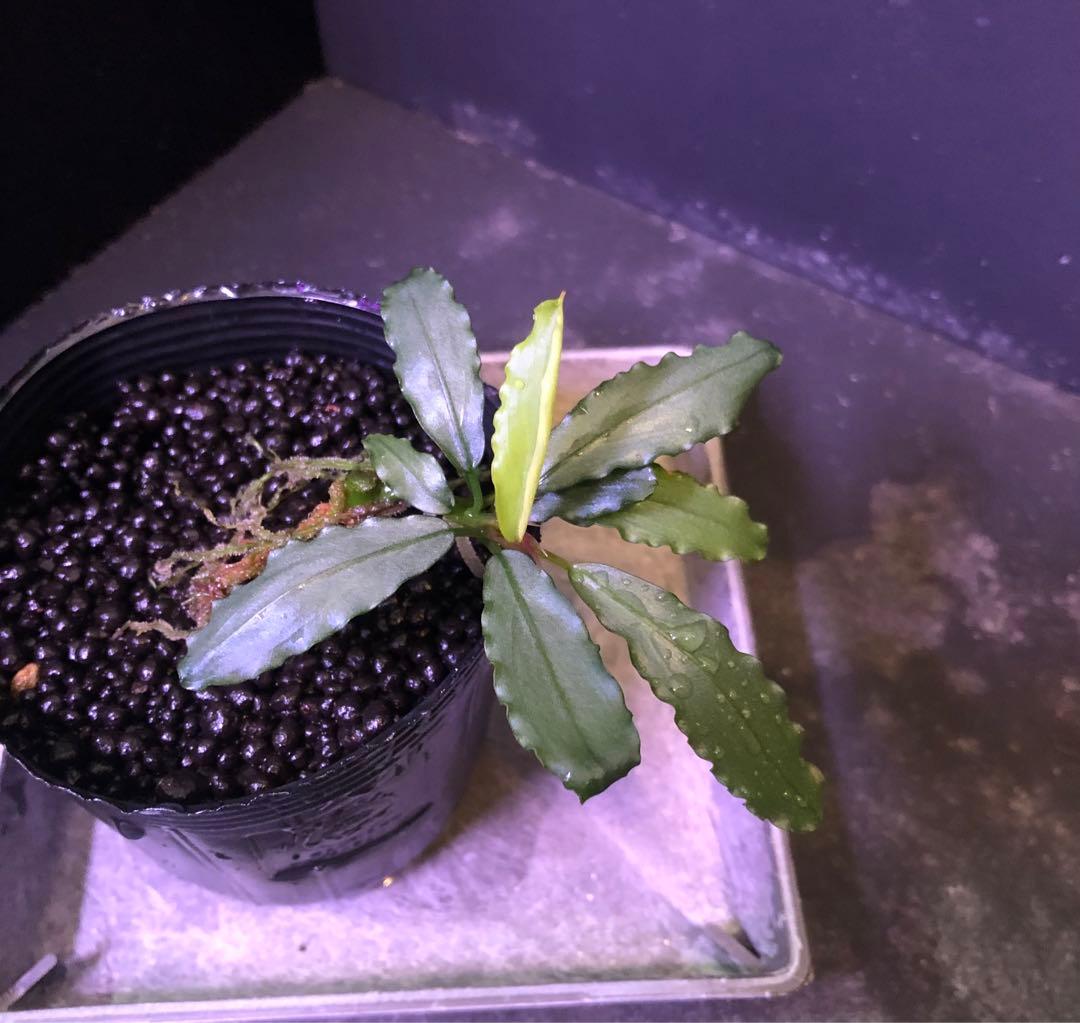 陰性水草の王様的存在【ブセファランドラ】Aurora KN便