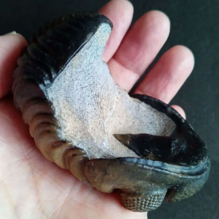 ジャイアントファコプス　超大型種　極美麗　ハイポストーマ有り　極めて希少　特級