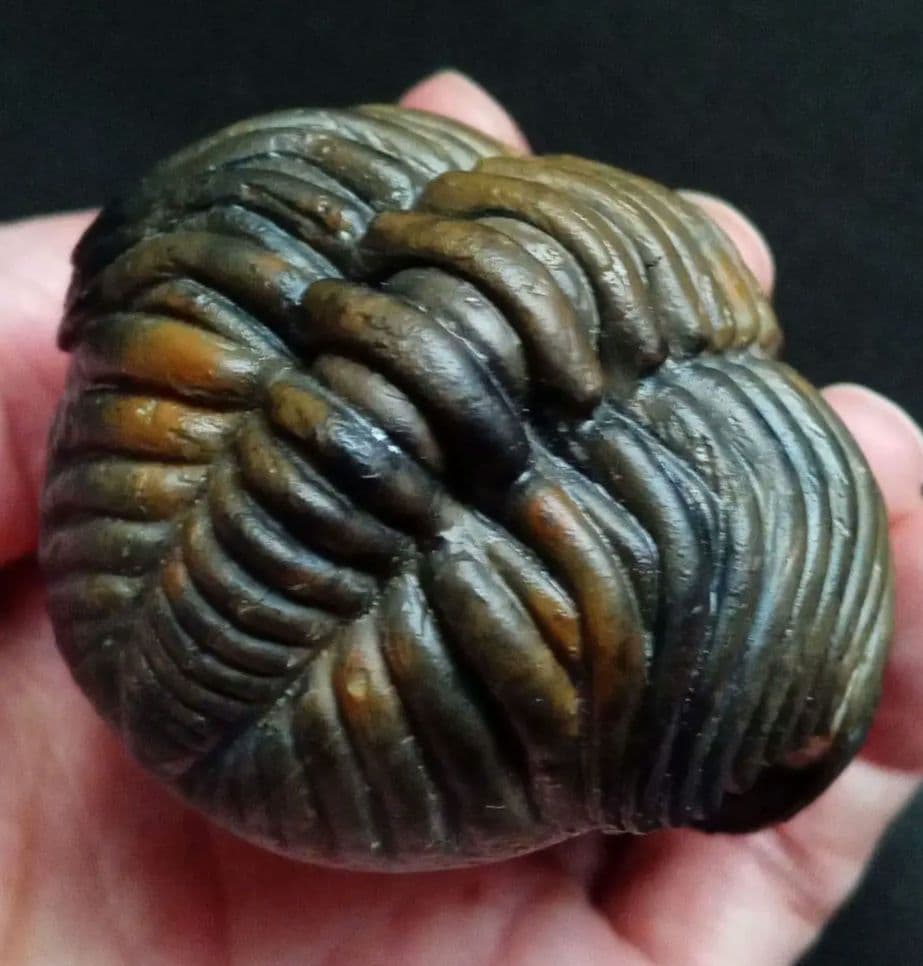 ジャイアントファコプス　超大型種　極美麗　ハイポストーマ有り　極めて希少　特級