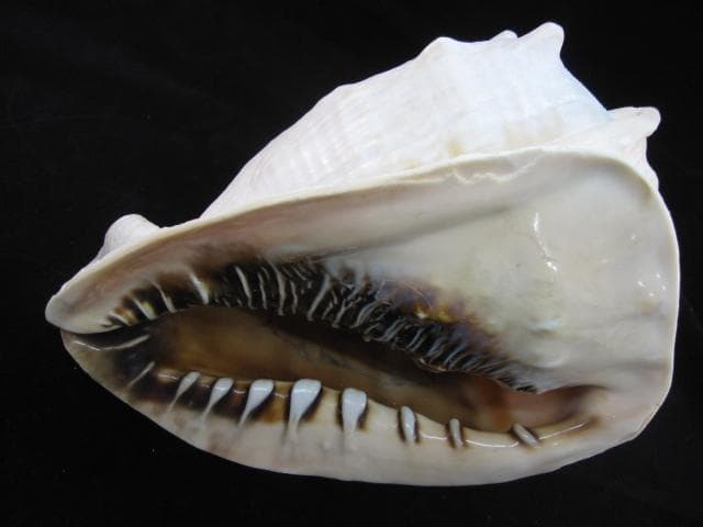 カメオ細工　クチグロトウカムリ　イタリア