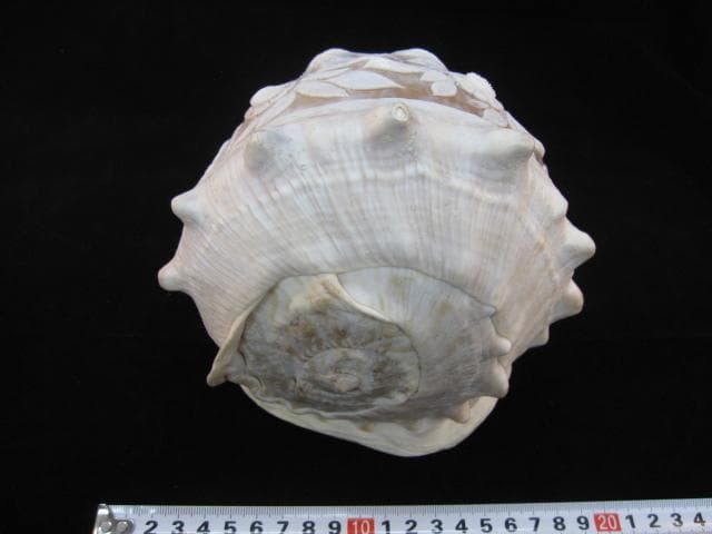 カメオ細工　クチグロトウカムリ　イタリア