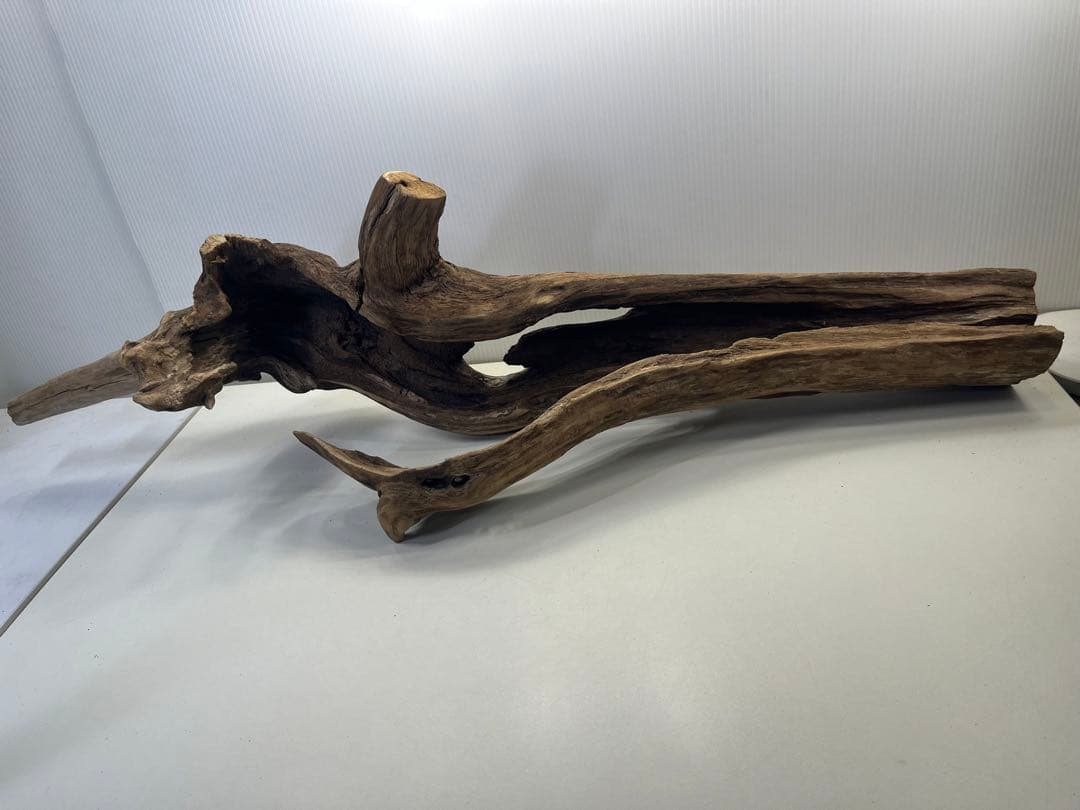 R71特大流木 アク抜き済み流木 爬虫類シェルター 登り木 インテリア 生け花