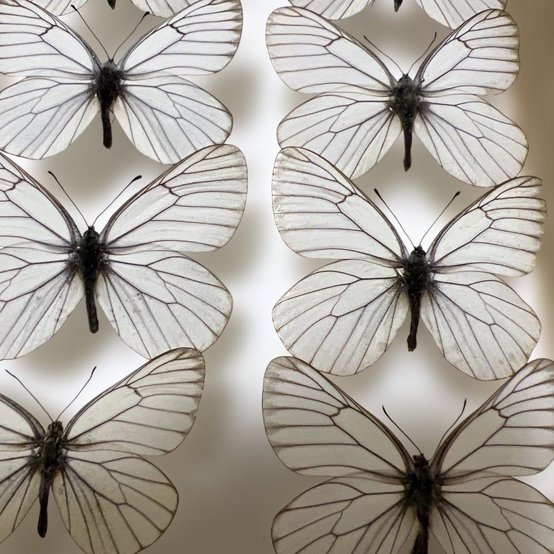 希少蝶標本現状品のみドイツガラスケースサイズ40x30x6cm 現状品のみ