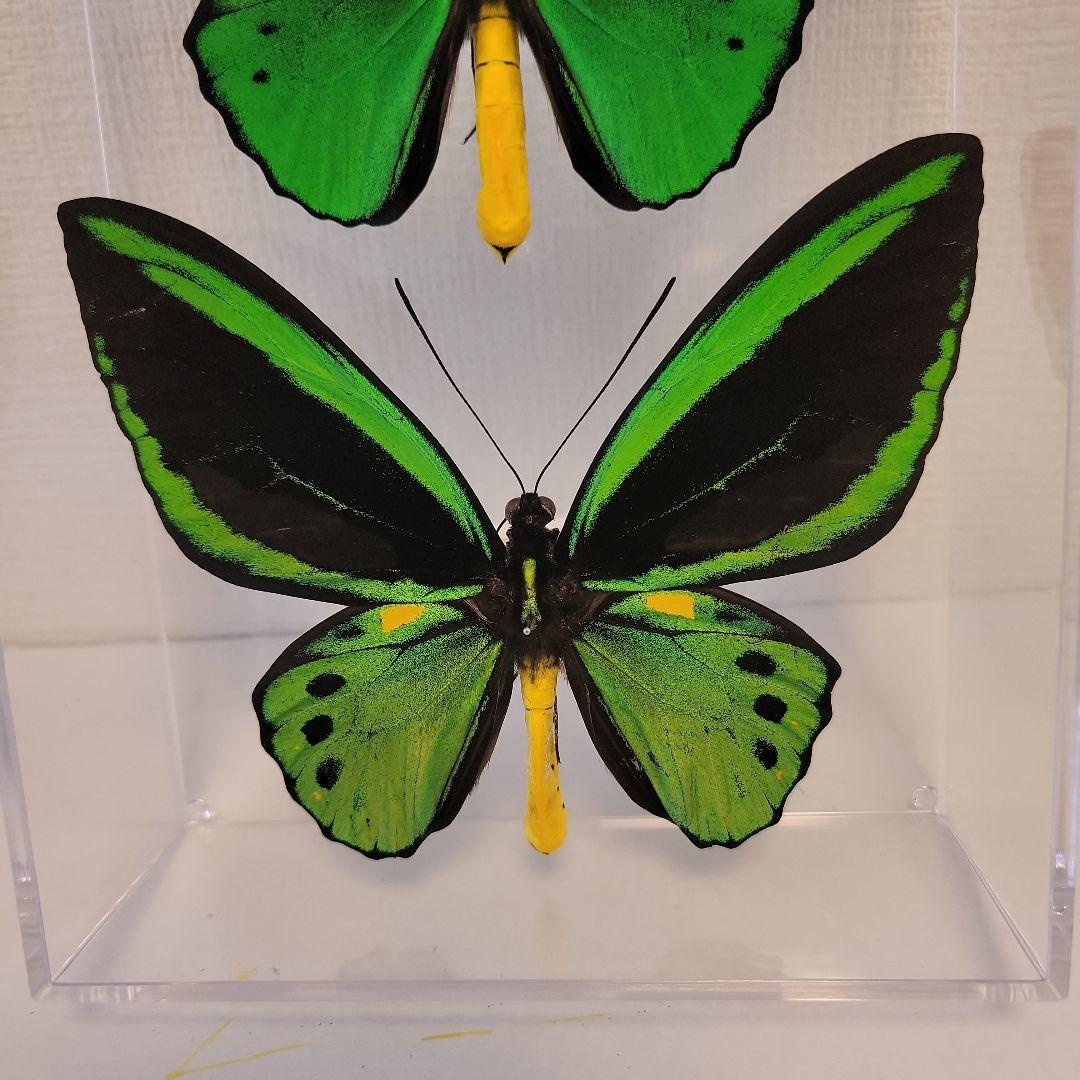 蝶の標本　トリバネアゲハの世界(1AA1)