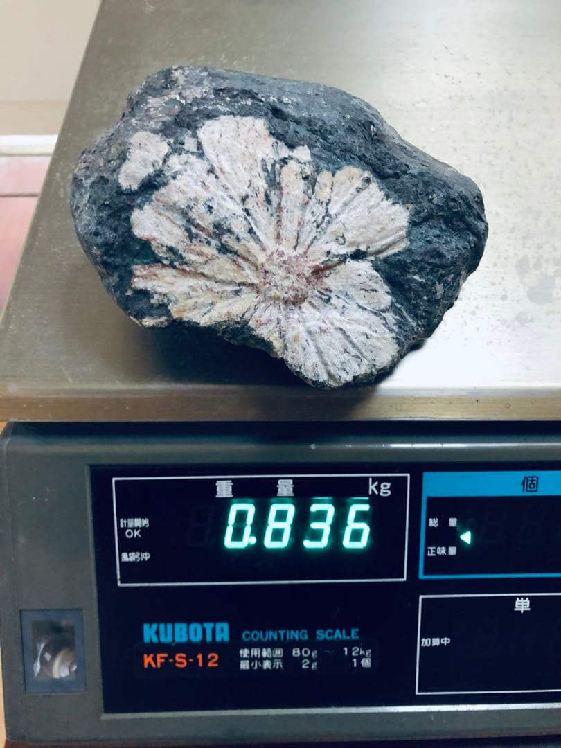 天然記念物【菊花石】古物　骨董