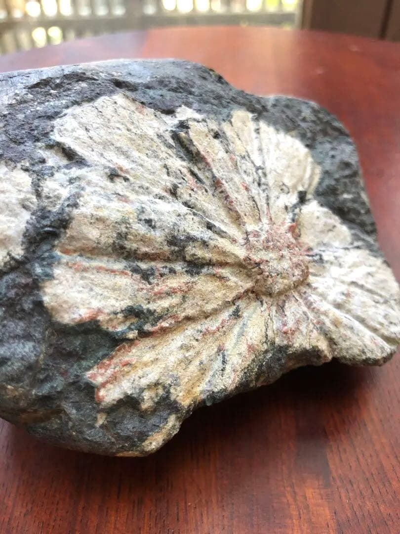 天然記念物【菊花石】古物　骨董