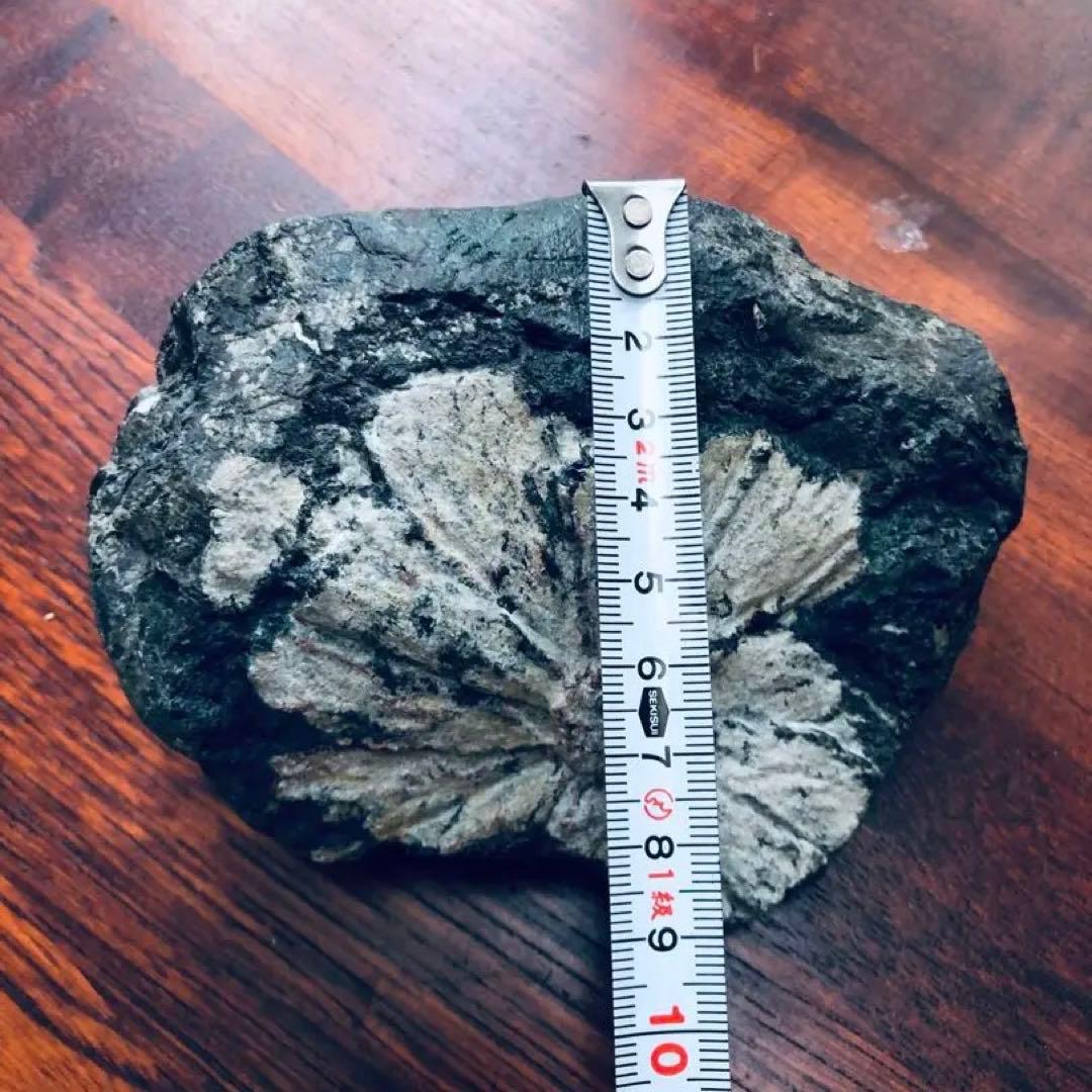 天然記念物【菊花石】古物　骨董