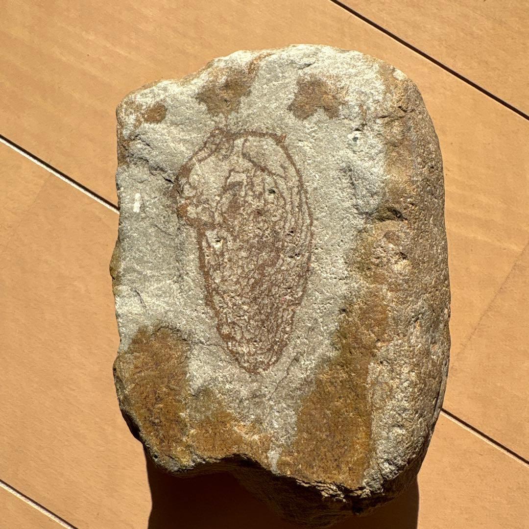 化石模様の岩石