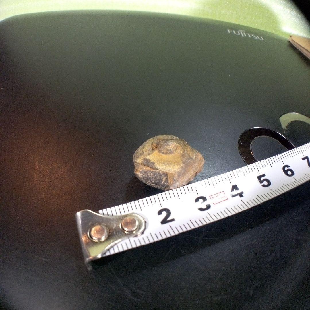 三葉虫　化石　fossil　ボリビア産　trilobite　Bolivia化石①