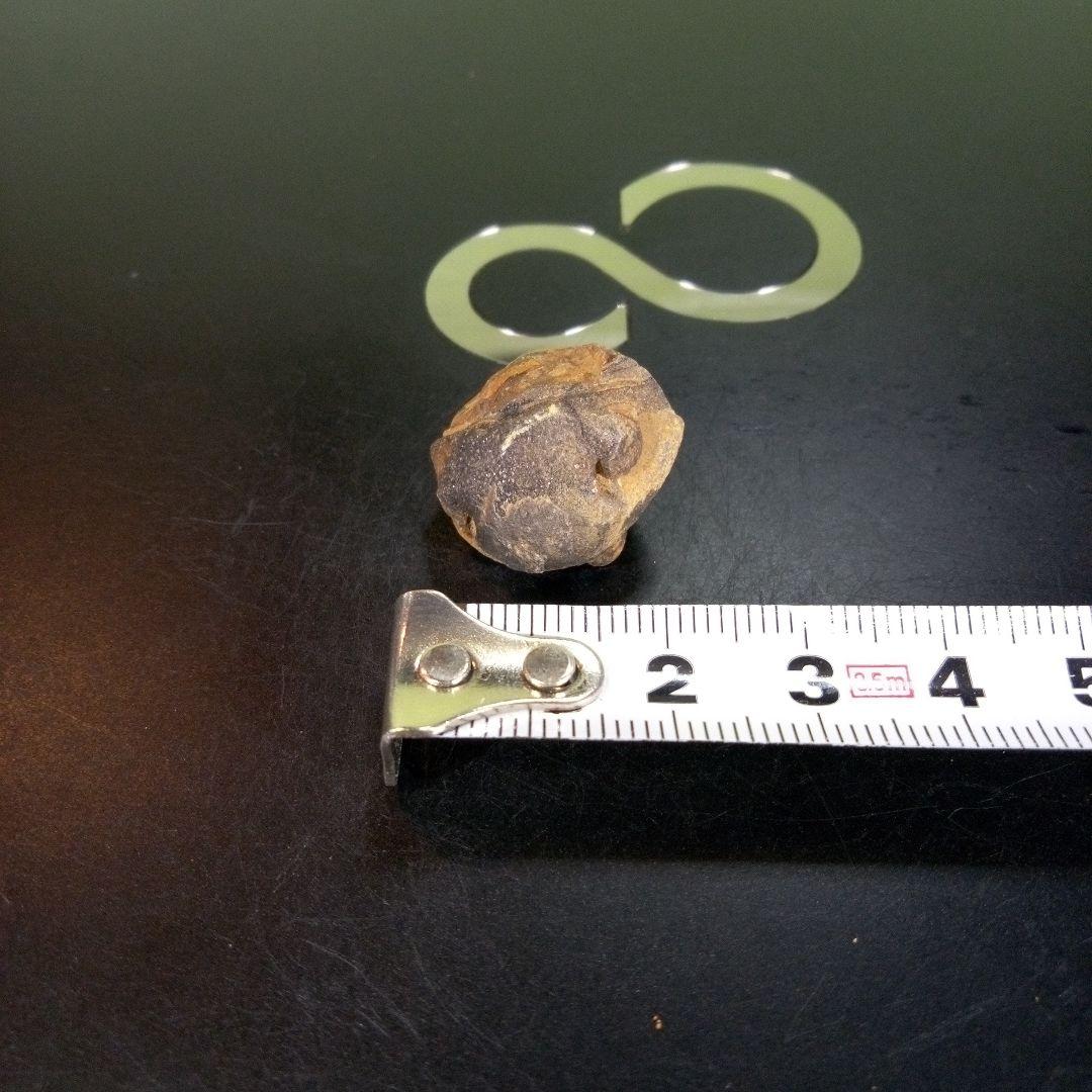 三葉虫　化石　fossil　ボリビア産　trilobite　Bolivia化石①