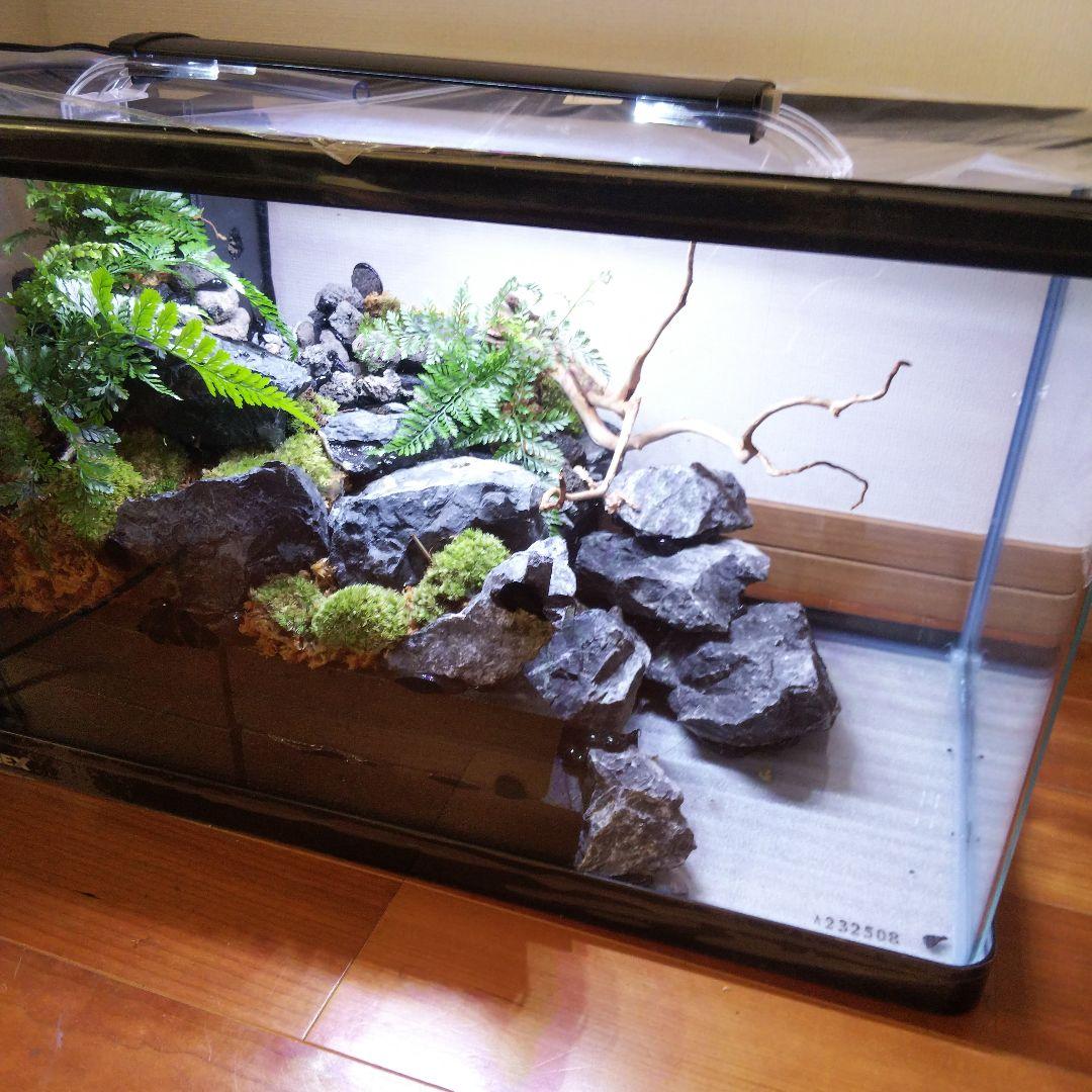 【受注生産】６0センチ水槽アクアテラリウム　イモリウム　苔テラリウム　テラリウム