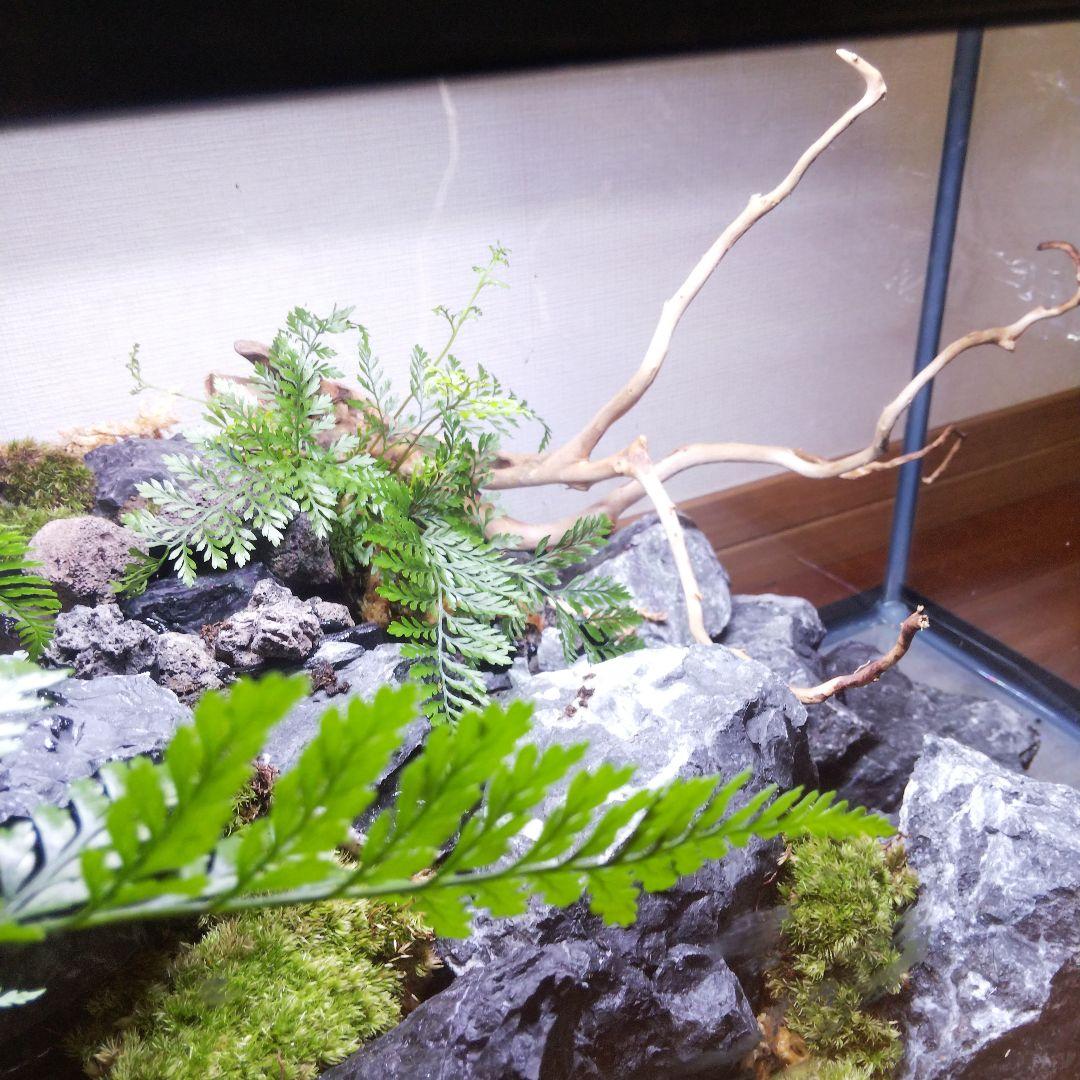 【受注生産】６0センチ水槽アクアテラリウム　イモリウム　苔テラリウム　テラリウム