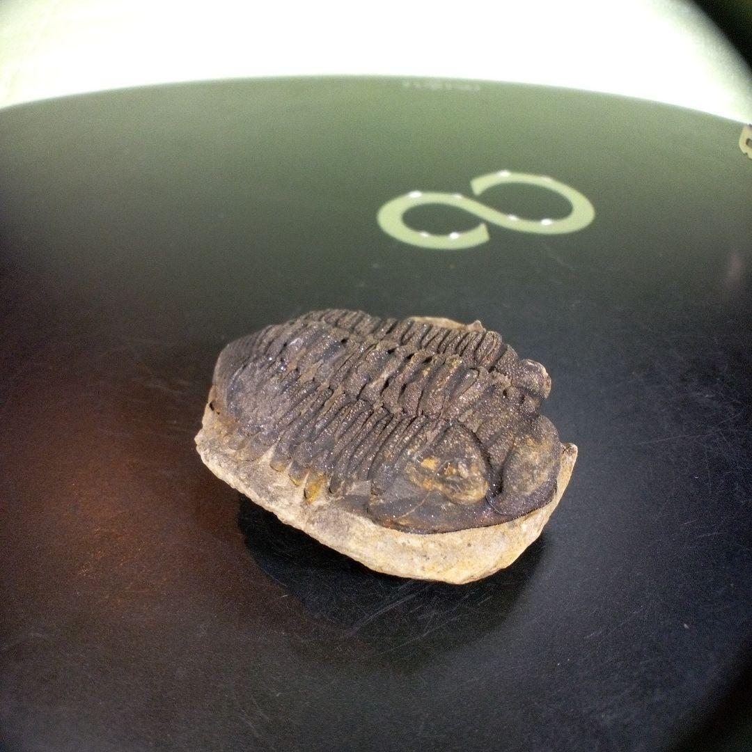 三葉虫　化石　fossil　ボリビア産　trilobite　ノジュール判別④