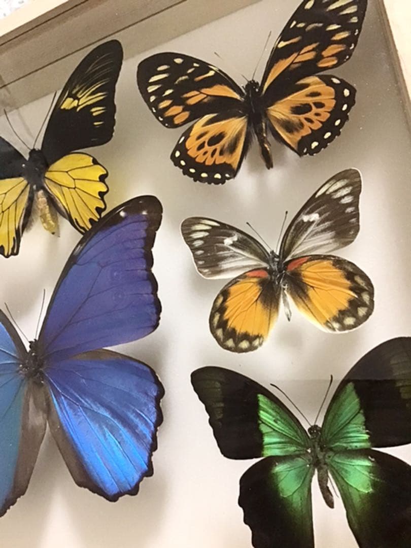 -蝶の標本- 8頭セット 桐箱入り
